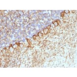 Immunohistochemistry - Anti-Neurofilament Heavy Polypeptide Antibody [RT-97 + NR-4] - BSA and Azide free (A254097) - Antibodies.com