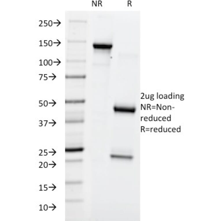 SDS-PAGE - Anti-Blood Group Lewis y Antibody [A70-A/A9] - BSA and Azide free (A254098) - Antibodies.com