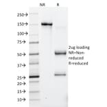 SDS-PAGE - Anti-HSV1 Antibody [10A3] - BSA and Azide free (A254100) - Antibodies.com