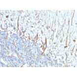 Immunohistochemistry - Anti-Neurofilament Heavy Polypeptide Antibody [2F11] (A254102) - Antibodies.com
