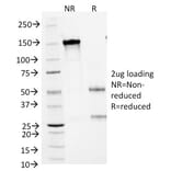 SDS-PAGE - Anti-Small Cell Lung Carcinoma Antigen Antibody [MOC-52] - BSA and Azide free (A254103) - Antibodies.com