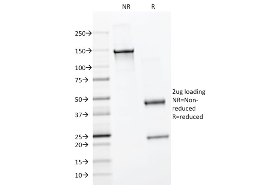 SDS-PAGE - Anti-BrdU Antibody [BRD494] - BSA and Azide free (A254110) - Antibodies.com