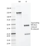 SDS-PAGE - Anti-BrdU Antibody [BRD494] - BSA and Azide free (A254110) - Antibodies.com