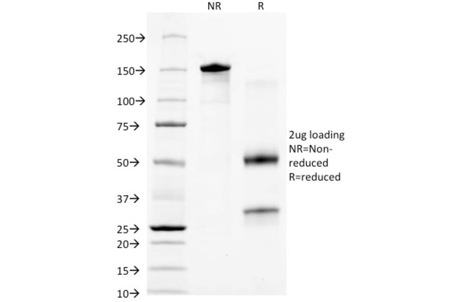 SDS-PAGE - Anti-Macrophage + Granulocyte Antibody [BM-2] - BSA and Azide free (A254111) - Antibodies.com