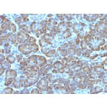 Immunohistochemistry - Anti-Mitochondria Antibody [MTC02] - BSA and Azide free (A254113) - Antibodies.com
