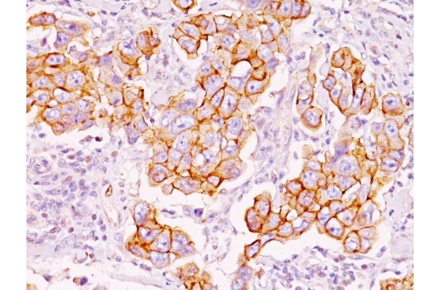 Immunohistochemistry - Anti-Phosphotyrosine Antibody [PY793] - BSA and Azide free (A254114) - Antibodies.com
