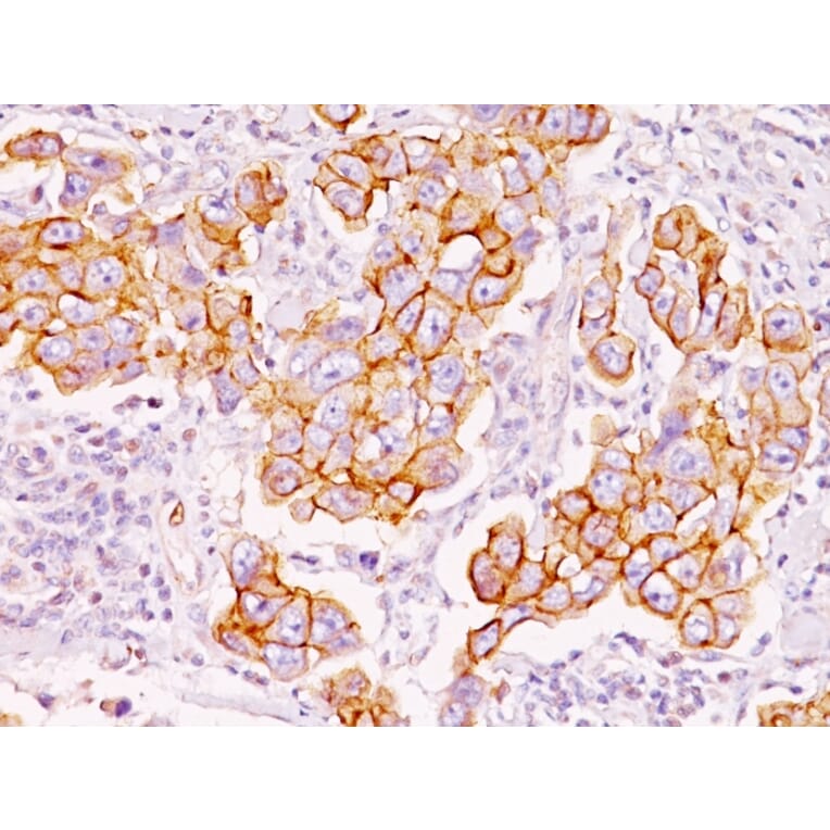 Immunohistochemistry - Anti-Phosphotyrosine Antibody [PY793] - BSA and Azide free (A254114) - Antibodies.com