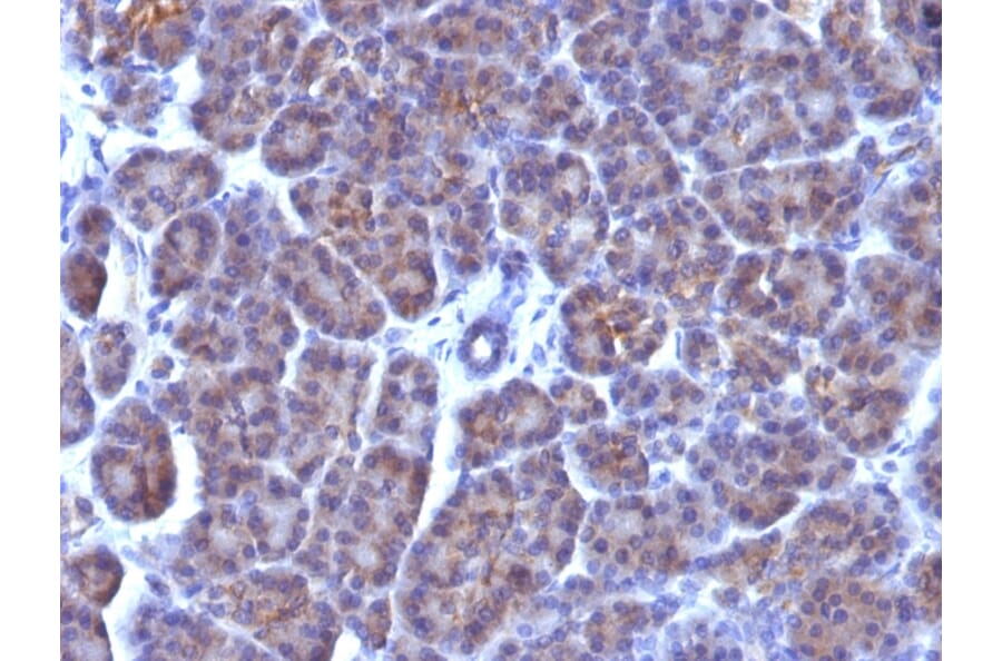 Immunohistochemistry - Anti-Golgi Complex Antibody [AE-6] - BSA and Azide free (A254115) - Antibodies.com