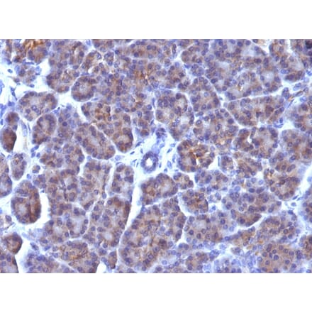 Immunohistochemistry - Anti-Golgi Complex Antibody [AE-6] - BSA and Azide free (A254115) - Antibodies.com