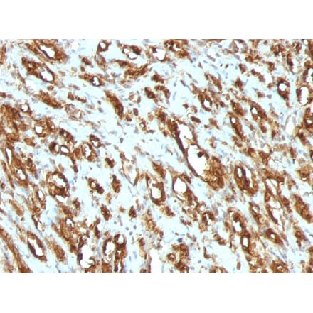 Immunohistochemistry - Anti-Muscle Actin Antibody [MSA/953] - BSA and Azide free (A254119) - Antibodies.com