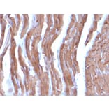 Immunohistochemistry - Anti-Muscle Actin Antibody [MSA/953] - BSA and Azide free (A254119) - Antibodies.com