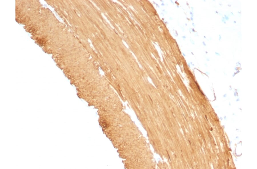 Immunohistochemistry - Anti-Muscle Actin Antibody [MSA/953] - BSA and Azide free (A254119) - Antibodies.com