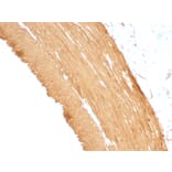 Immunohistochemistry - Anti-Muscle Actin Antibody [MSA/953] - BSA and Azide free (A254119) - Antibodies.com