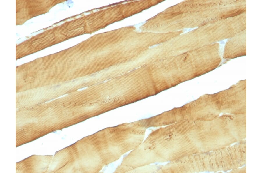 Immunohistochemistry - Anti-Muscle Actin Antibody [MSA/953] - BSA and Azide free (A254119) - Antibodies.com