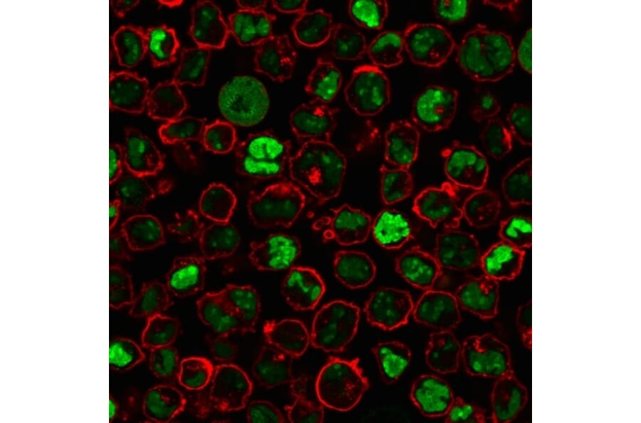 Immunofluorescence - Anti-Human Nucleolar Antigen Antibody [NM95] - BSA and Azide free (A254120) - Antibodies.com