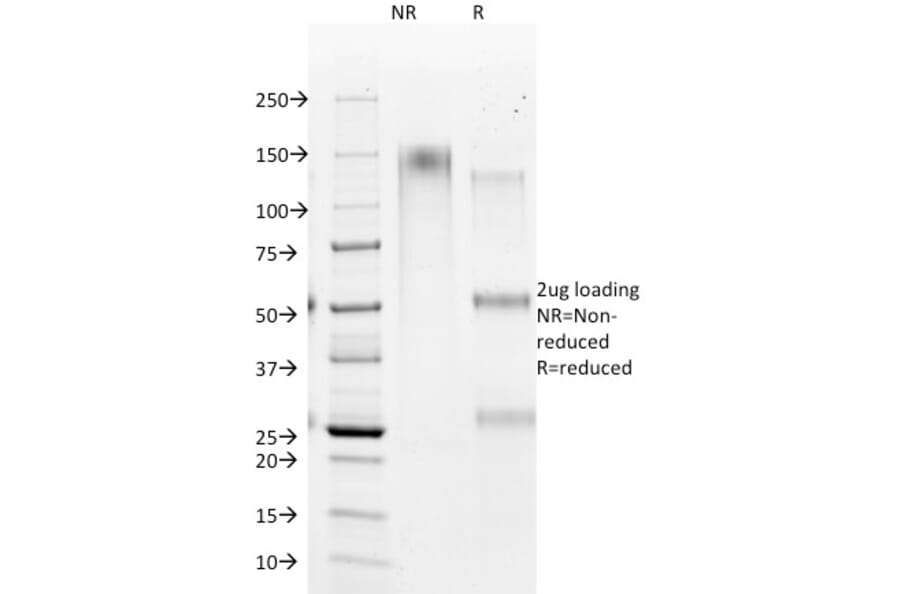 SDS-PAGE - Anti-Hepatocyte Specific Antigen Antibody [HSA98] - BSA and Azide free (A254121) - Antibodies.com