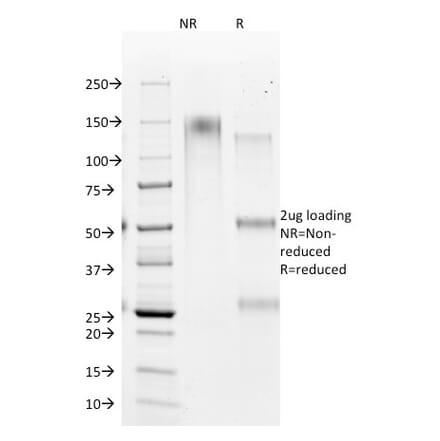SDS-PAGE - Anti-Hepatocyte Specific Antigen Antibody [HSA98] - BSA and Azide free (A254121) - Antibodies.com