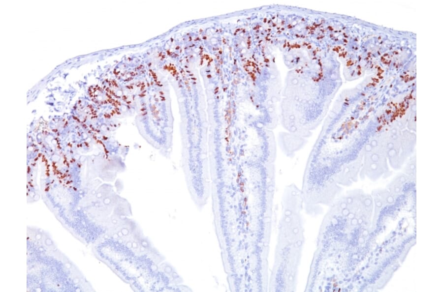 Immunohistochemistry - Anti-BrdU Antibody [SPM537] - BSA and Azide free (A254124) - Antibodies.com