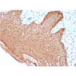 Immunohistochemistry - Anti-pan Cytokeratin Antibody [rKRT/457] - BSA and Azide free (A254126) - Antibodies.com