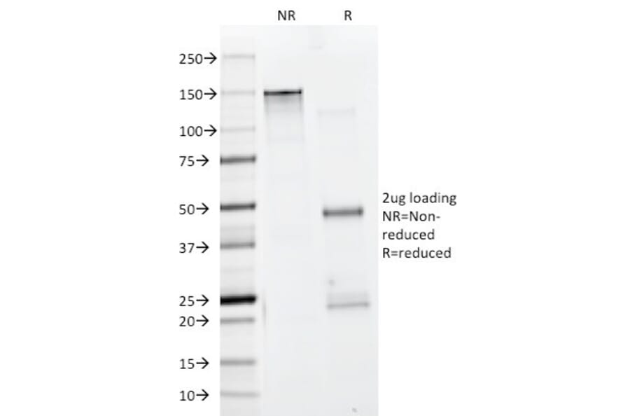 SDS-PAGE - Anti-Muscle Actin Antibody [HHF35 + MSA/953] - BSA and Azide free (A254128) - Antibodies.com