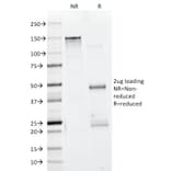 SDS-PAGE - Anti-Muscle Actin Antibody [HHF35 + MSA/953] - BSA and Azide free (A254128) - Antibodies.com