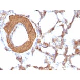 Immunohistochemistry - Anti-Muscle Actin Antibody [HHF35 + MSA/953] - BSA and Azide free (A254128) - Antibodies.com