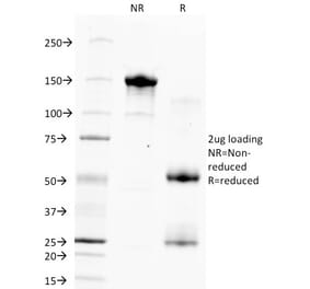 SDS-PAGE - Anti-Hepatocyte Specific Antigen Antibody [HSA133] - BSA and Azide free (A254130) - Antibodies.com