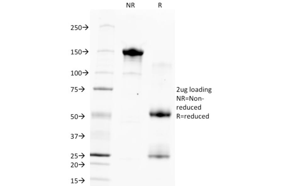 SDS-PAGE - Anti-Hepatocyte Specific Antigen Antibody [HSA133] - BSA and Azide free (A254130) - Antibodies.com