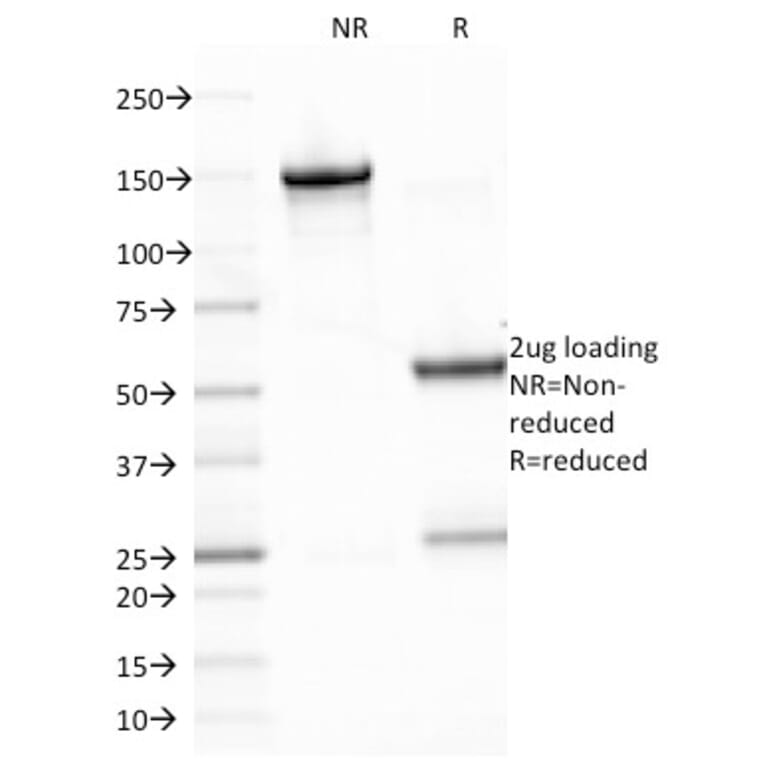 SDS-PAGE - Anti-EBV LMP-1 Antibody [CS2] - BSA and Azide free (A254132) - Antibodies.com