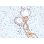 Immunohistochemistry - Anti-Keratin 76 Antibody [rKRTH/2148] - BSA and Azide free (A250954) - Antibodies.com