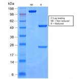 SDS-PAGE - Anti-Cytokeratin 8 + 18 Antibody [rKRT8.18/1346] - BSA and Azide free (A254136) - Antibodies.com