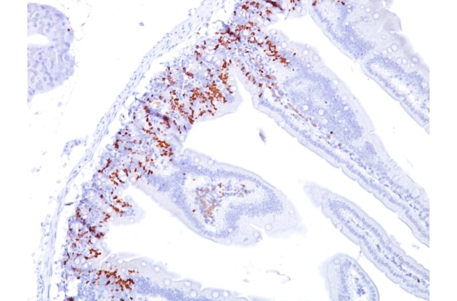 Immunohistochemistry - Anti-BrdU Antibody [BU20a] - BSA and Azide free (A254137) - Antibodies.com