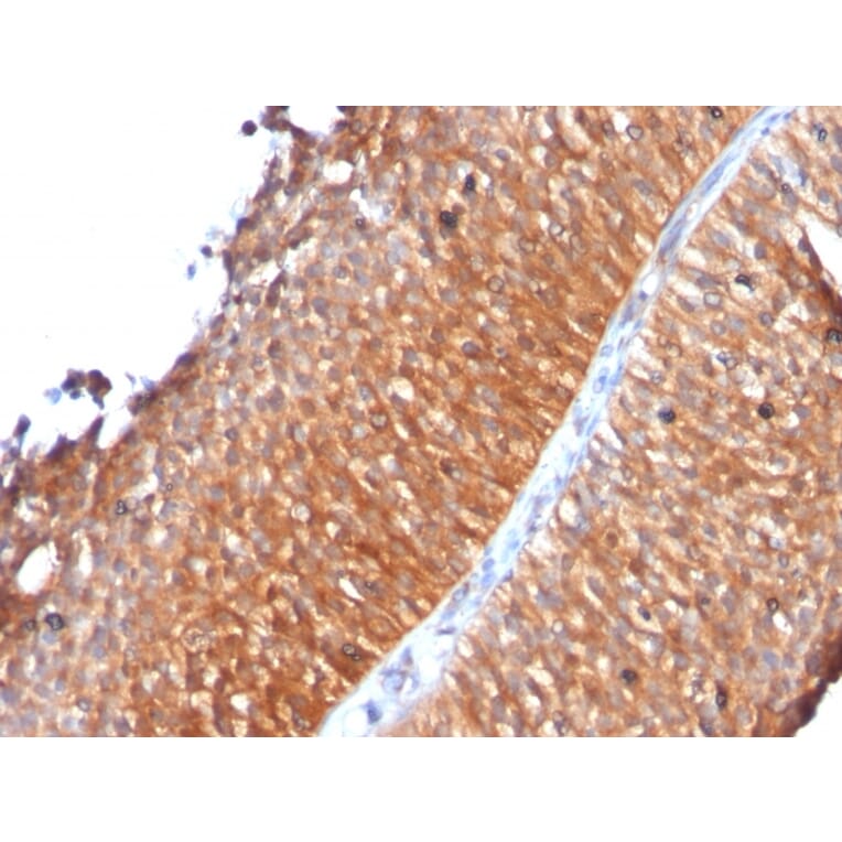 Immunohistochemistry - Anti-Mitochondria Antibody [MTC719] - BSA and Azide free (A254141) - Antibodies.com