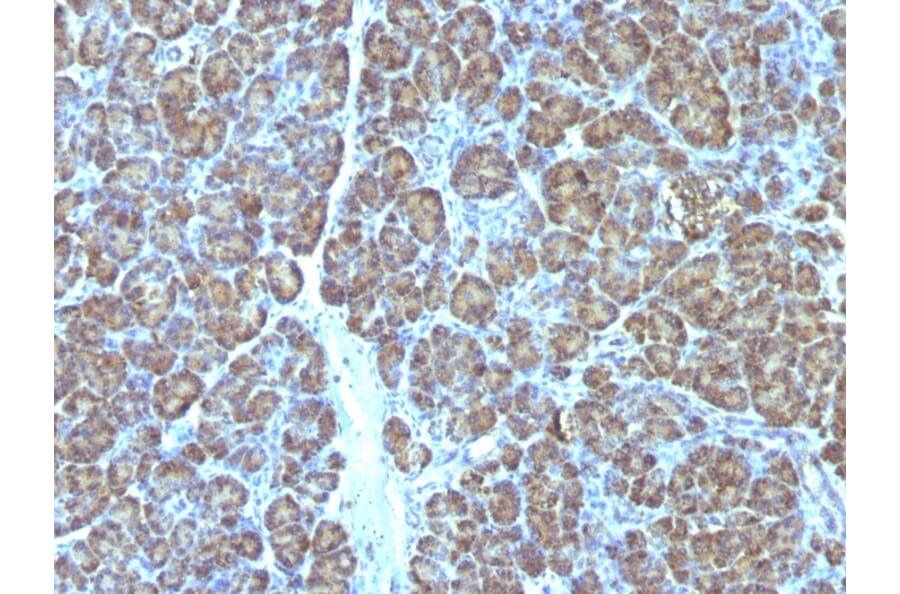 Immunohistochemistry - Anti-Mitochondria Antibody [MTC719] - BSA and Azide free (A254142) - Antibodies.com