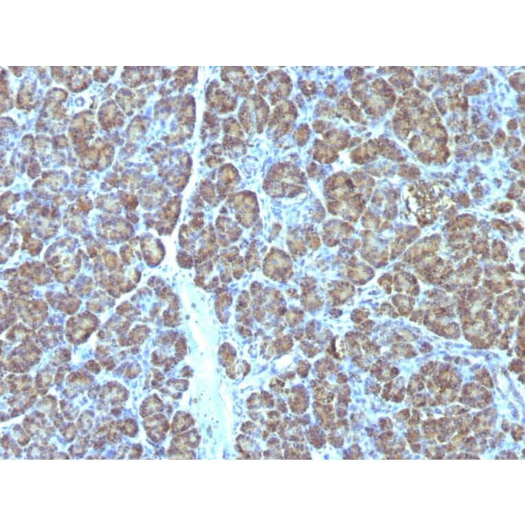 Immunohistochemistry - Anti-Mitochondria Antibody [MTC719] - BSA and Azide free (A254142) - Antibodies.com