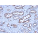 Immunohistochemistry - Anti-pan Cytokeratin Antibody [PCK/3150] - BSA and Azide free (A254144) - Antibodies.com