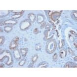 Immunohistochemistry - Anti-pan Cytokeratin Antibody [PCK/3150] - BSA and Azide free (A254144) - Antibodies.com