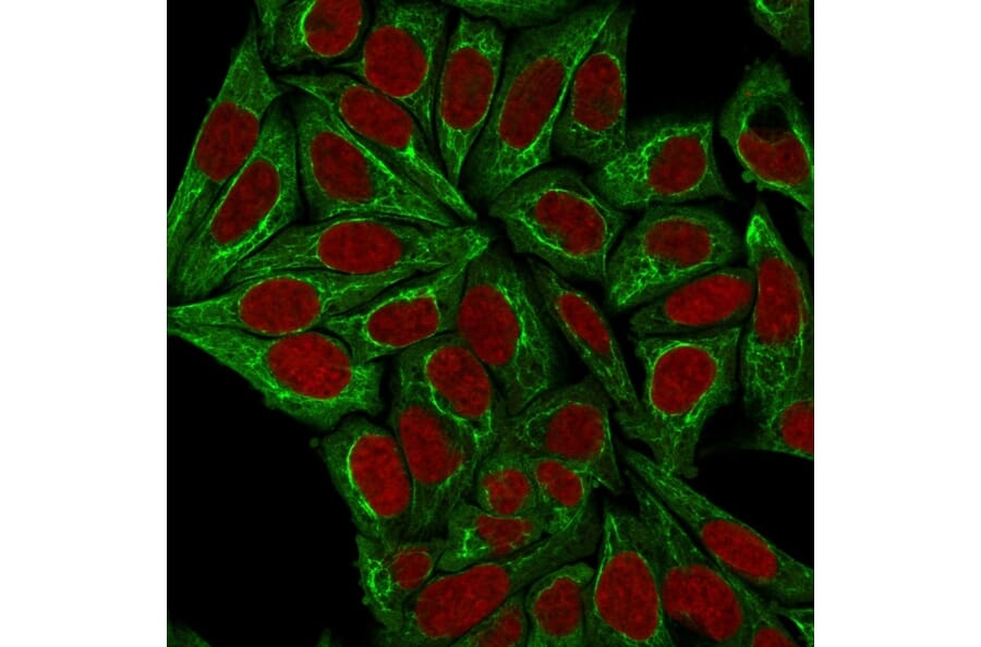Immunofluorescence - Anti-pan Cytokeratin Antibody [PCK/3150] - BSA and Azide free (A254144) - Antibodies.com