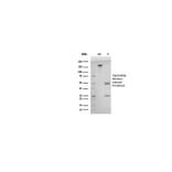 SDS-PAGE - Anti-ds DNA Antibody [DSD/958] - BSA and Azide free (A254145) - Antibodies.com