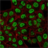 Immunofluorescence - Anti-Human Nuclear Antigen Antibody [235-1] - BSA and Azide free (A254146) - Antibodies.com