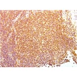 Immunohistochemistry - Anti-Human Nuclear Antigen Antibody [235-1] - BSA and Azide free (A254146) - Antibodies.com