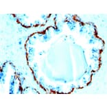 Immunohistochemistry - Anti-Basic Cytokeratin Antibody [SPM591] - BSA and Azide free (A254146) - Antibodies.com