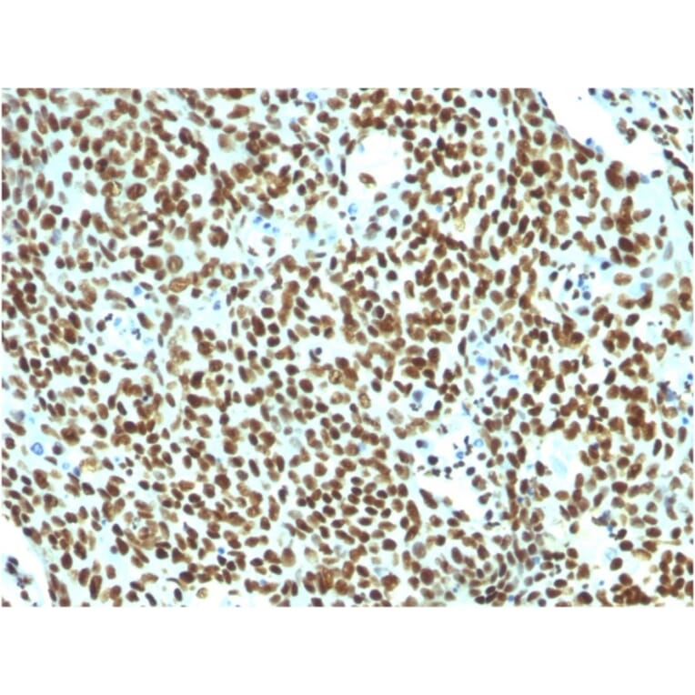 Immunohistochemistry - Anti-Nuclear Antigen Antibody [NM106] - BSA and Azide free (A254148) - Antibodies.com