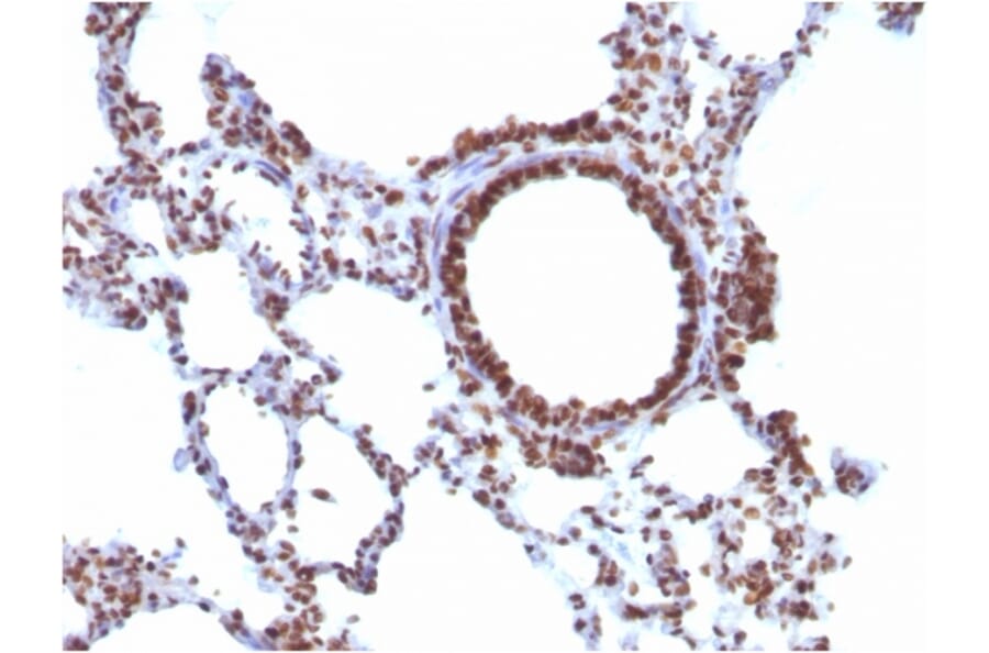 Immunohistochemistry - Anti-Nuclear Antigen Antibody [NM106] - BSA and Azide free (A250968) - Antibodies.com