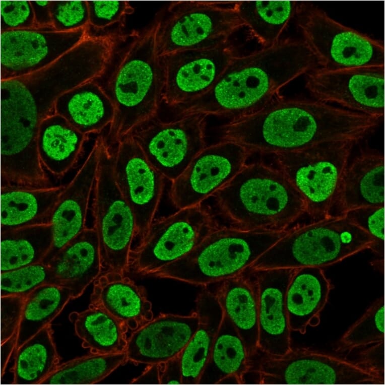 Immunofluorescence - Anti-Nuclear Antigen Antibody [NM106] - BSA and Azide free (A250968) - Antibodies.com