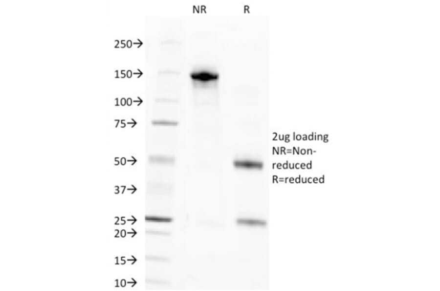 SDS-PAGE - Anti-Nuclear Antigen Antibody [NM106] - BSA and Azide free (A250968) - Antibodies.com