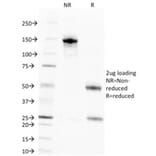 SDS-PAGE - Anti-Nuclear Antigen Antibody [NM106] - BSA and Azide free (A250968) - Antibodies.com