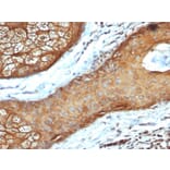 Immunohistochemistry - Anti-Keratin 77 Antibody [rKRTL/6616] - BSA and Azide free (A254153) - Antibodies.com