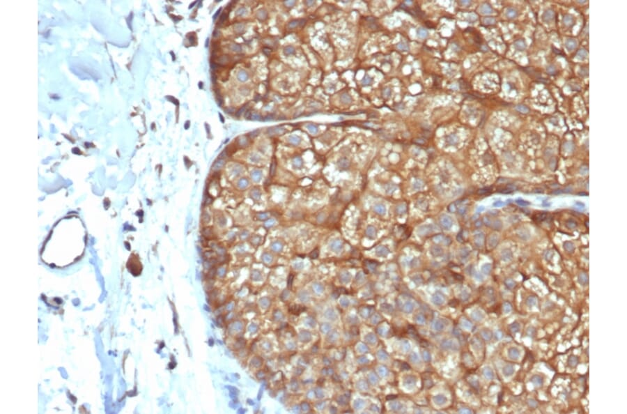 Immunohistochemistry - Anti-Keratin 77 Antibody [rKRTL/6616] - BSA and Azide free (A254152) - Antibodies.com