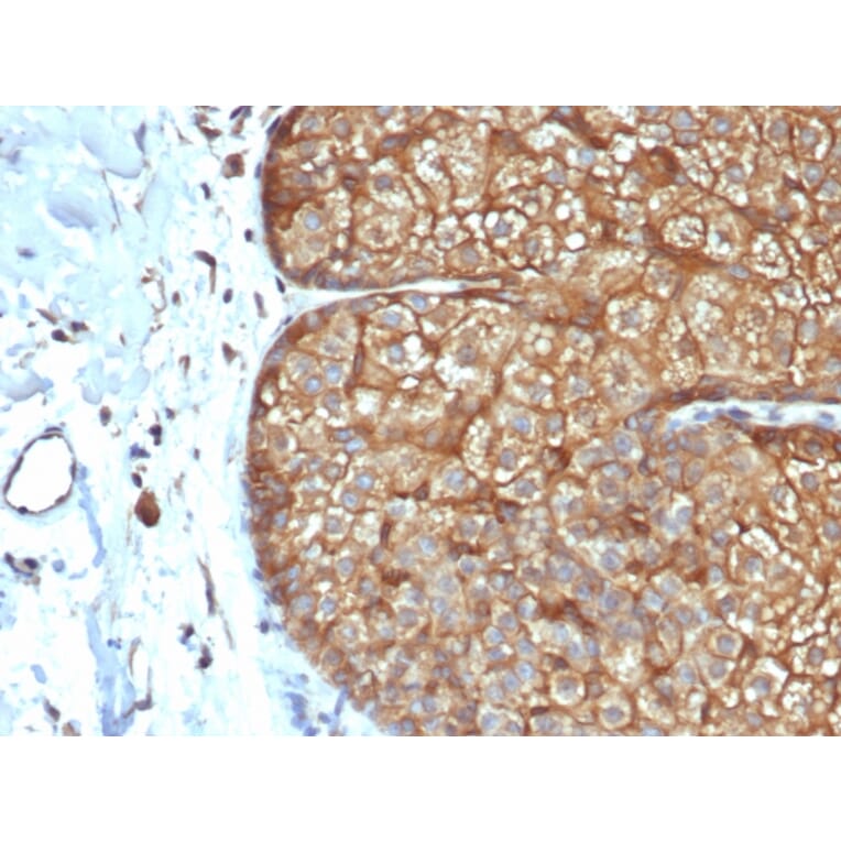 Immunohistochemistry - Anti-Keratin 77 Antibody [rKRTL/6616] - BSA and Azide free (A254152) - Antibodies.com